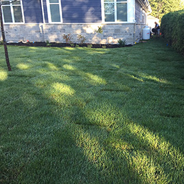 lawn and hedge